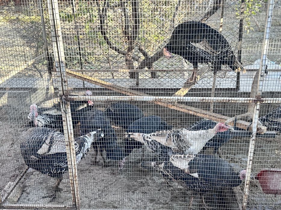 Индюклар сотилади