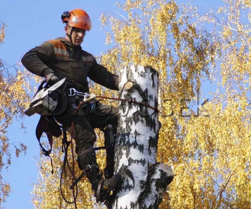 Спил, обрезка деревьев вывоз