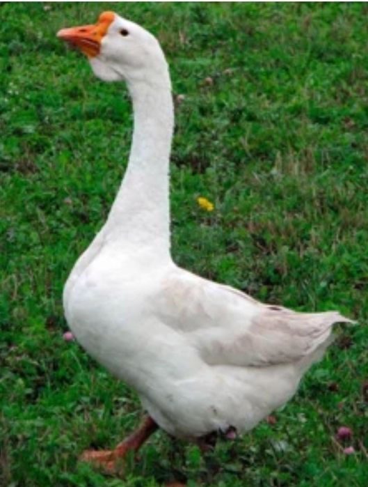 Продам гусей. Қаздар