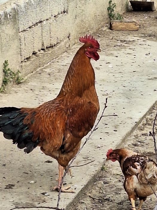 Кучин қоразы сатылади