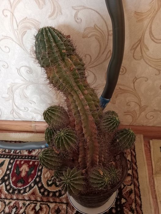 Кактус кактус кактус