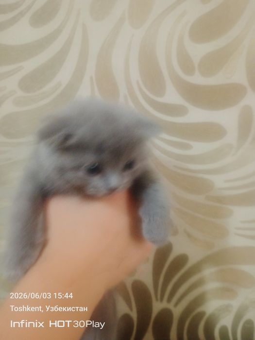 Mushuk sotiladi 2 oyli