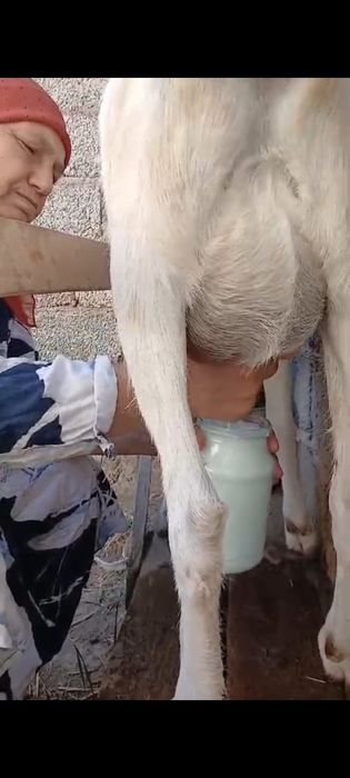 альпийский саунды ешкі сатылады