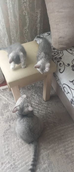 Отдам котят в добрые руки