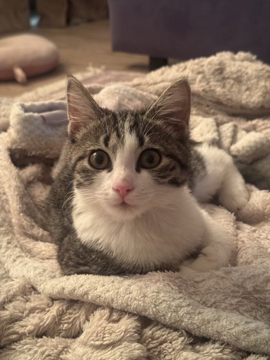 Отдаем в добрые руки котенка