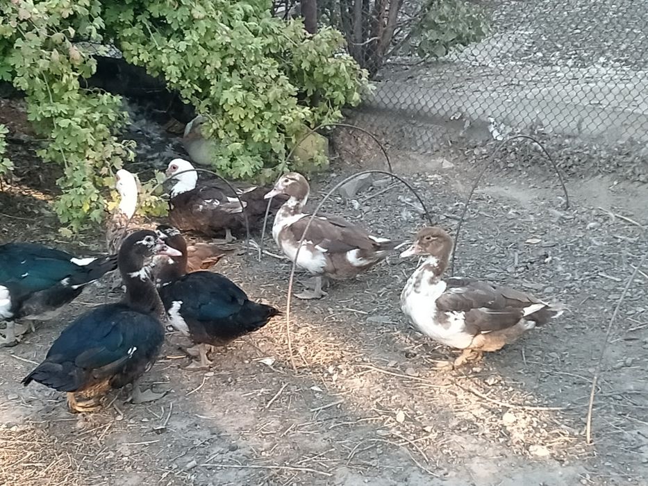 Продам утки крупные