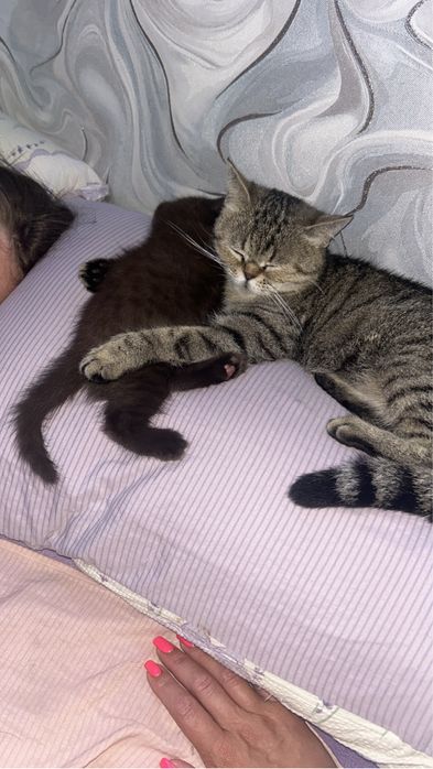 Котята британцы