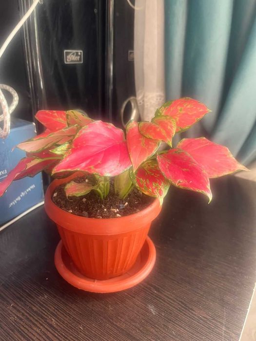 Продаются комнатные цветы