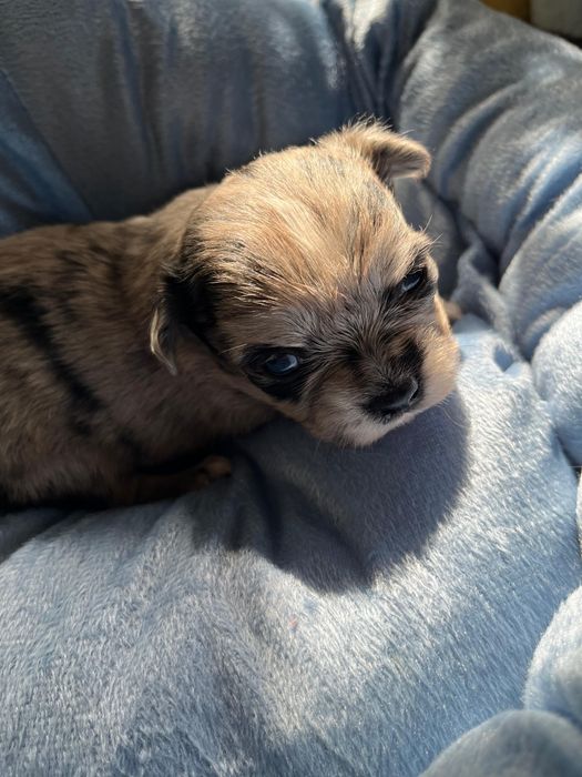 Чихуахуа девочка и мальчик