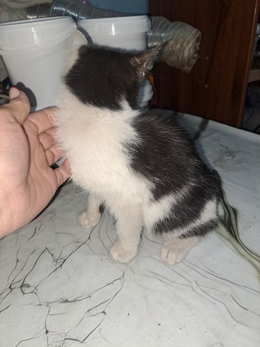Котенок черно белый
