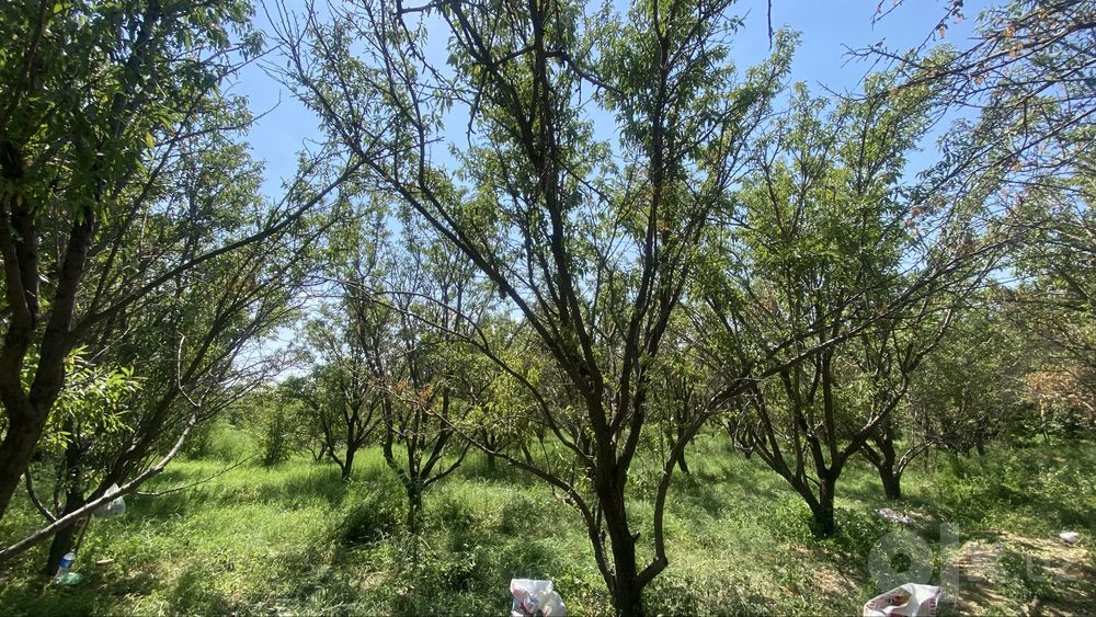 Namangan tuman mullakuding qishlog’i 35 sotik bodomzor