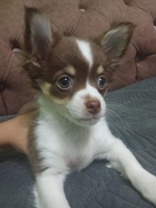 Срочно Чихуахуа девочка