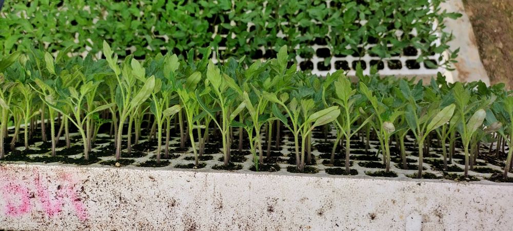 Разсад домати  домати