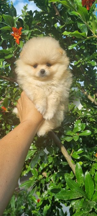 Померан померанчета