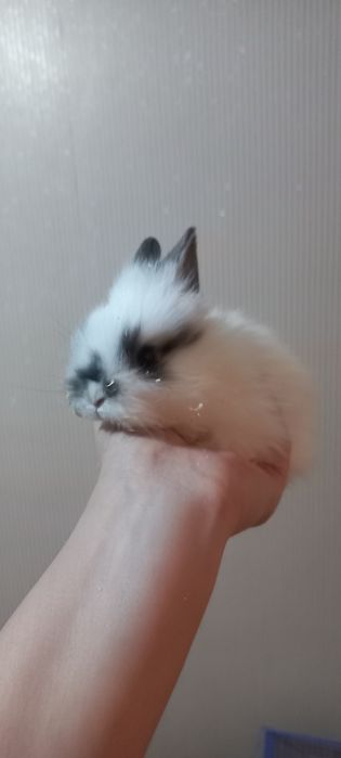 Карликовые декоративные кролики