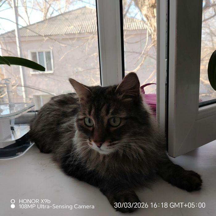 Отдам стерильную кошку