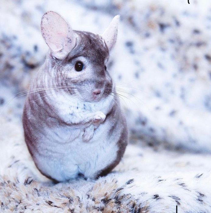 Pui de cinchila chinchilla cincila sinsila