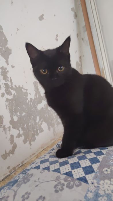 Котята шатландцы