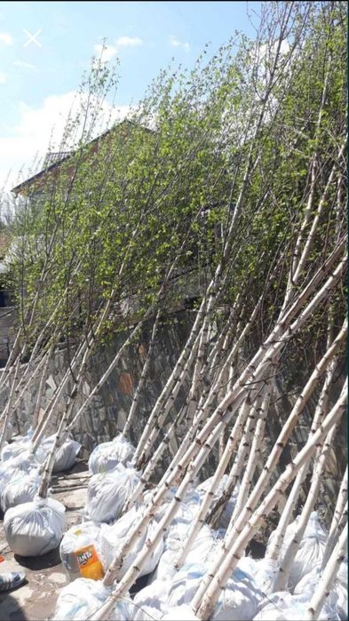 Mestecan și tei oferte