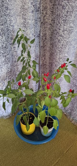 Цветы. комнатные