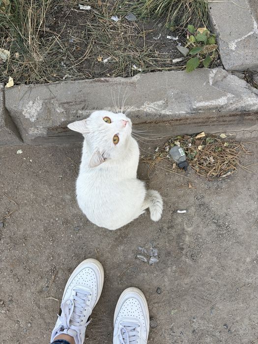 Красивый котик ищет дом