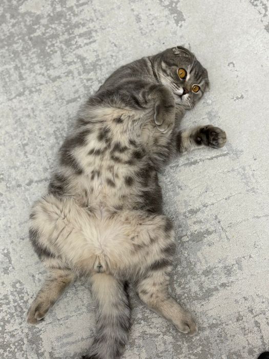 Кот шотландский кастрированный