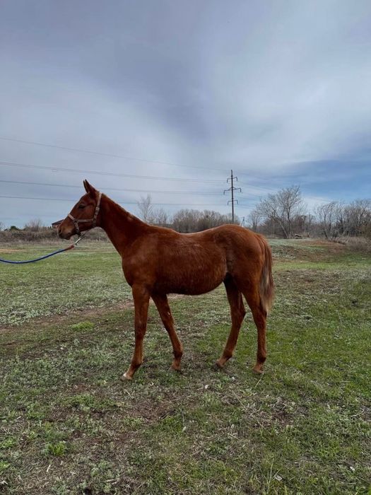 Лошадь Английской породы