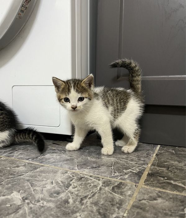 отдам котят в хорошие руки
