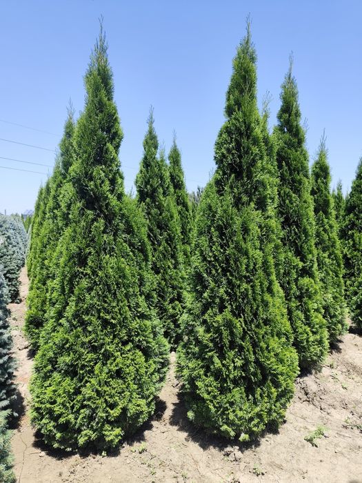 Продажа посадка пересадка ель сосна туи Мажевельник саженцы сеянцы