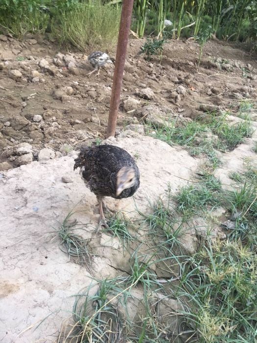 Курка жожалари