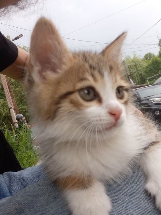 Отдадим котёнка в хорошие руки