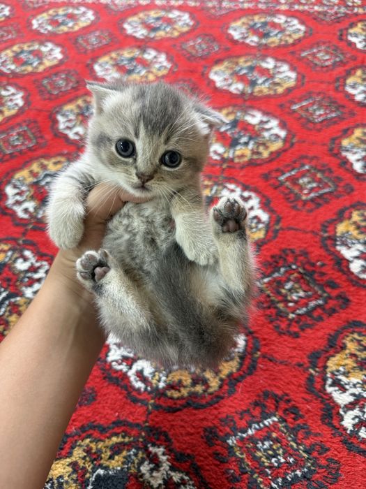 2 месица американская керл