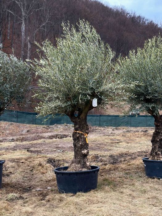 Plante Exterioare pentru Amenajări Premium și Rustice