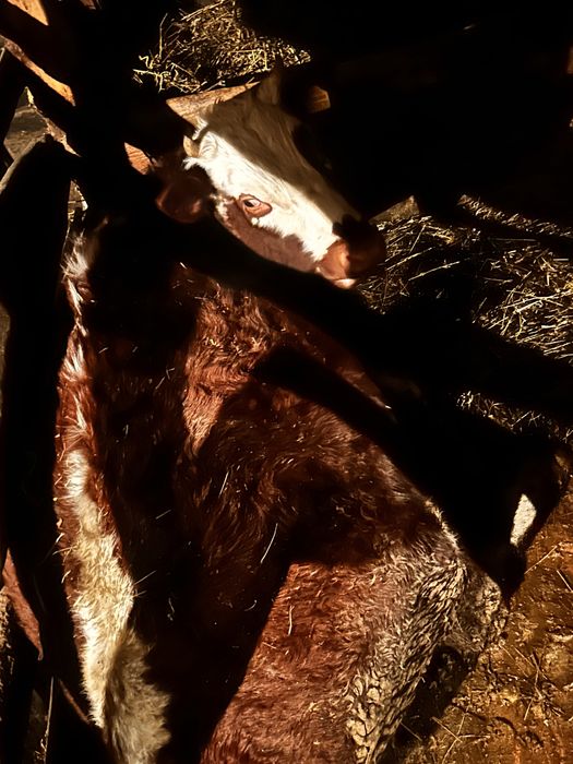 Сиыр сатылады и первотелка