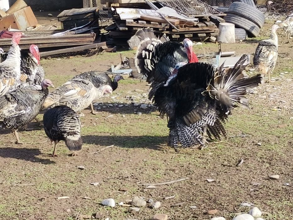 Продаются Индюки