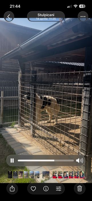 Femela ciobanesc de bucovina /caini