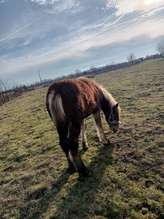 Mânz de 8 luni de vânzare