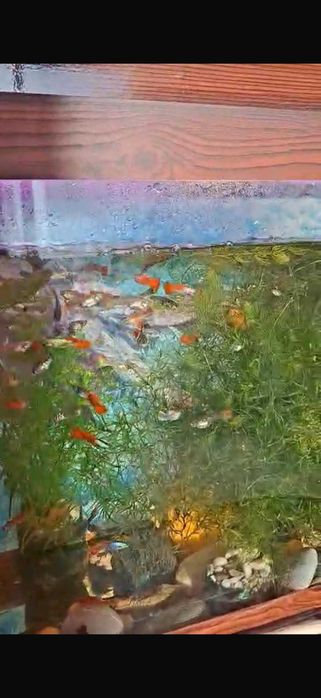 Аквариумные рыбки