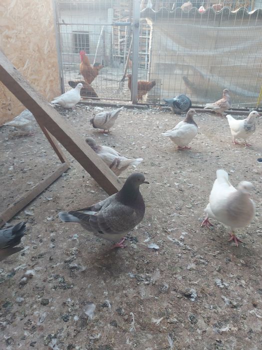 Porumbei Texani 2023