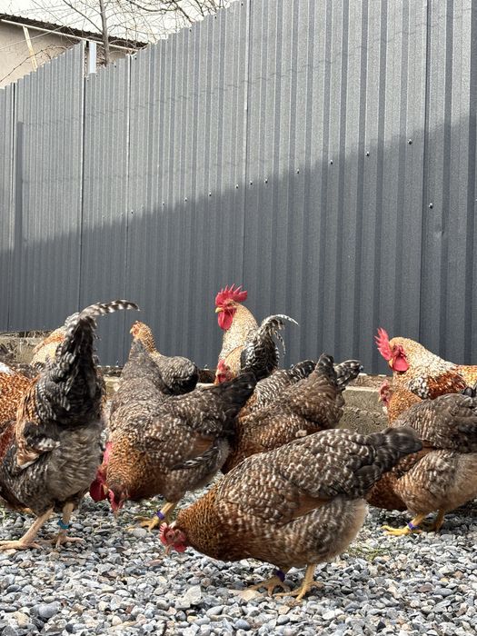 Билефельдер инкубациялық жұмыртқалары