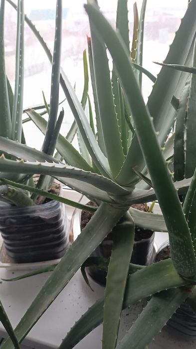 Алоэ. Лекарственное растение.