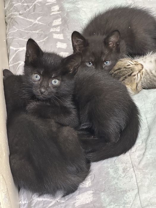Отдам котят в добрые руки
