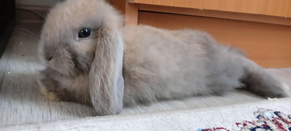 Продам декоративного кролика