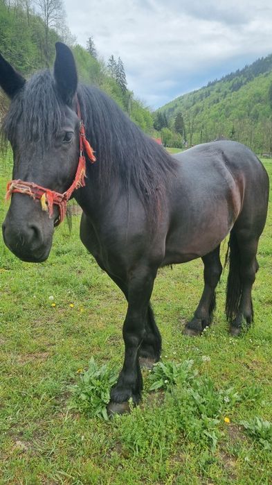 Iapă neagră de vânzare