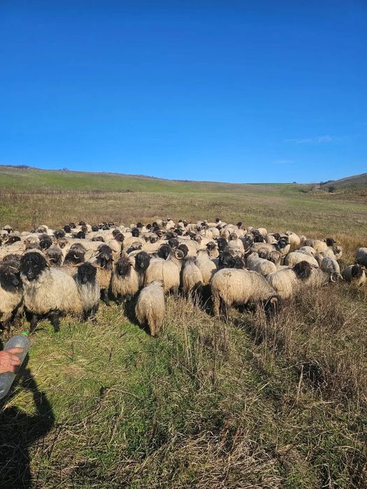 Vând 170 de oi bucalai