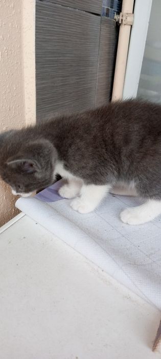 Продам котят! Симпотяшки очень игривые, есть платная доставка!
