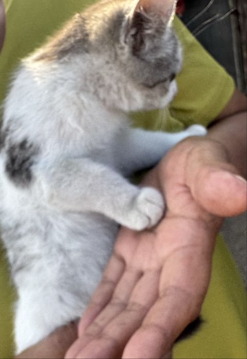Отдадим котенка БЕСПЛАТНО