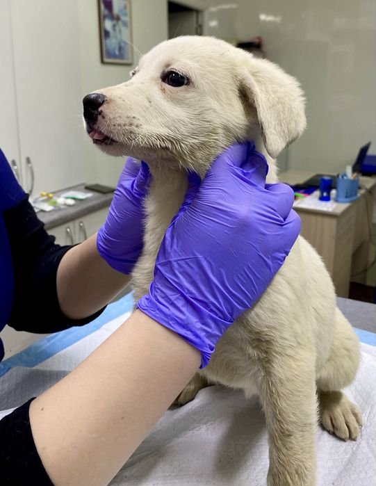 Щенки 3 месяца в добрые руки