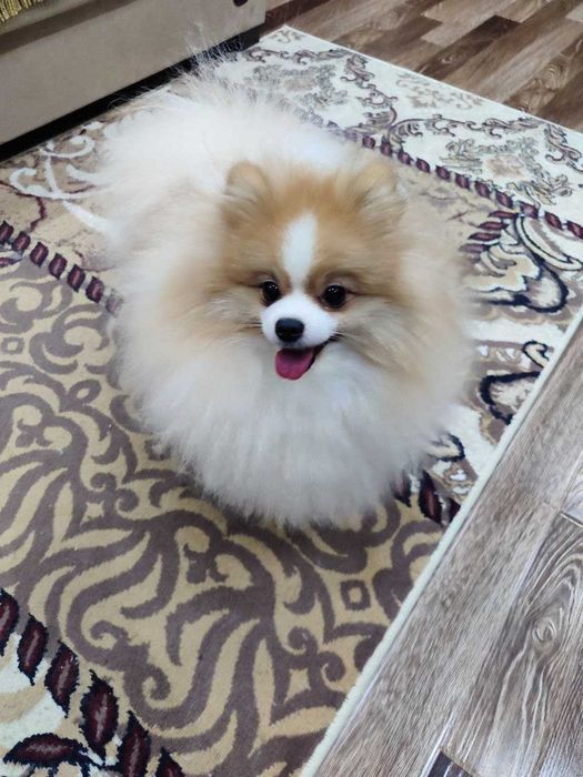 Продается померанский шпиц