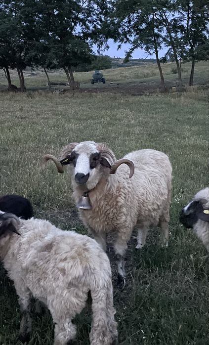 Berbec mior de vanzare